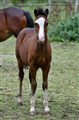 DSC_3530-1.JPG