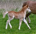 DSC_4236.JPG